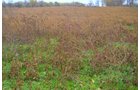 Property photo 54 - 80 Acres & Home - Property Offered in 4 Tracts from 2.3 to 30.0 Acres